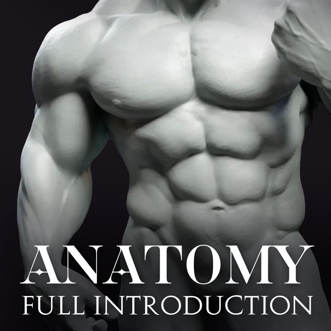 Introduction to Anatomy