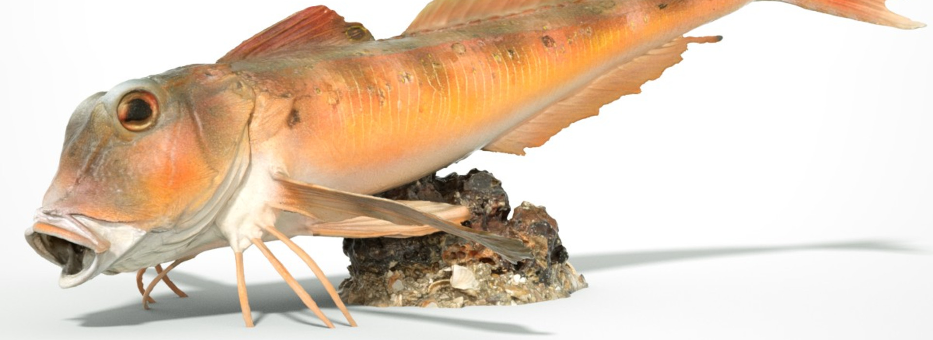 Product banner image
