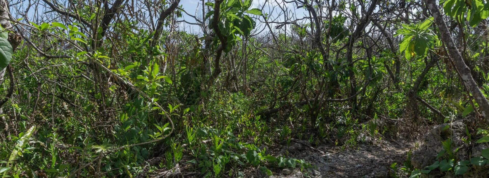 Product banner image