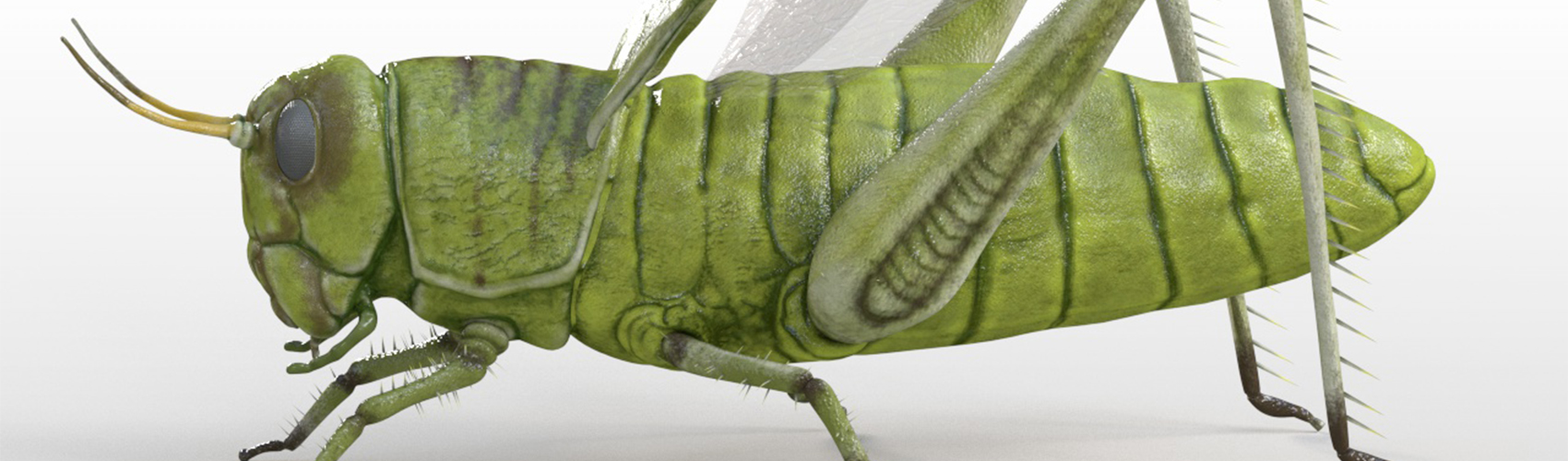 Product banner image