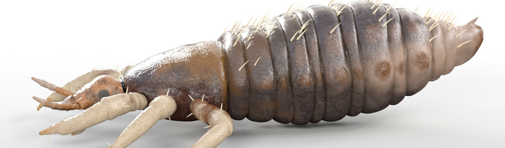 Product banner image