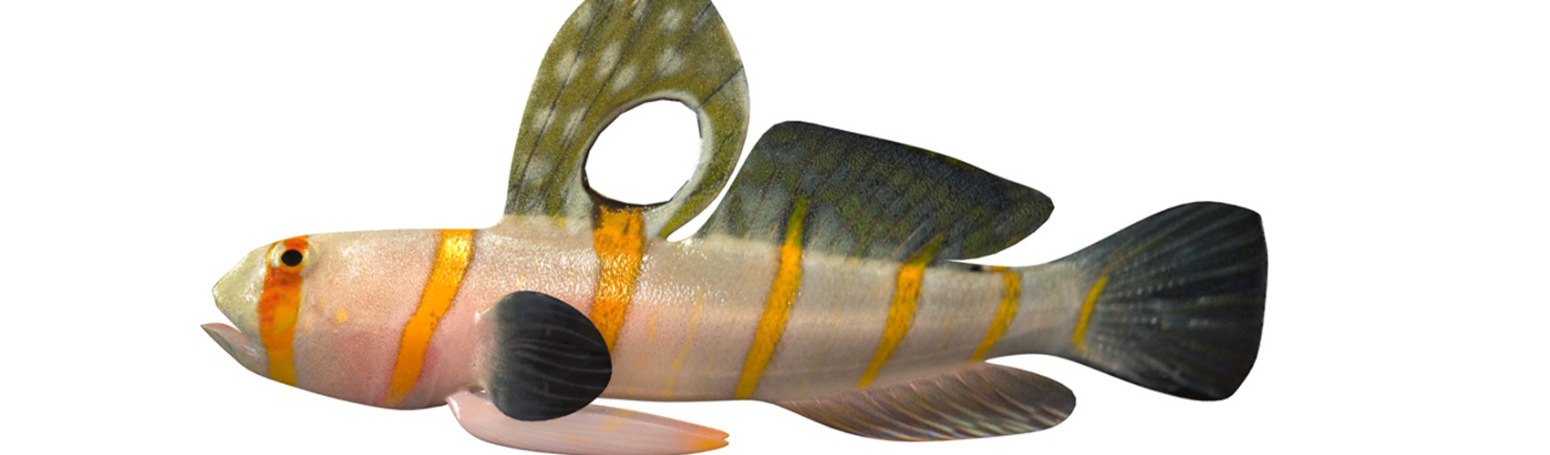 Product banner image