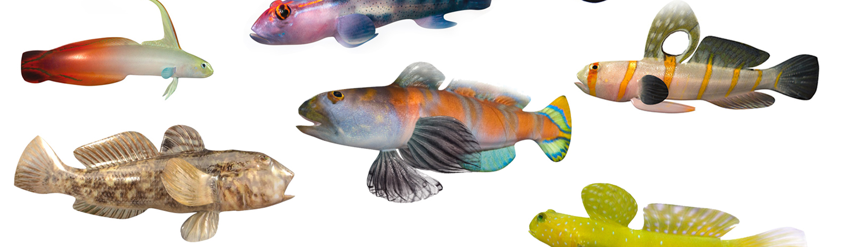 Product banner image