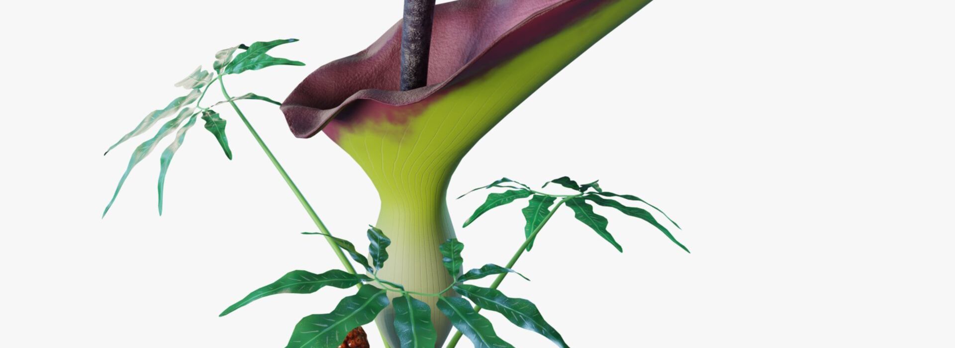 Product banner image