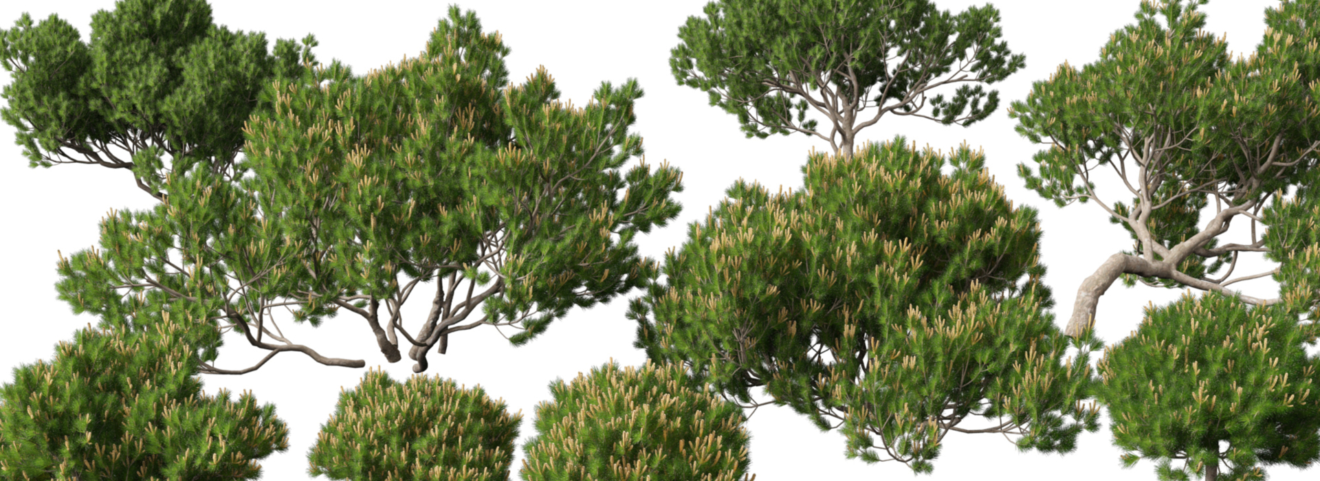 Product banner image