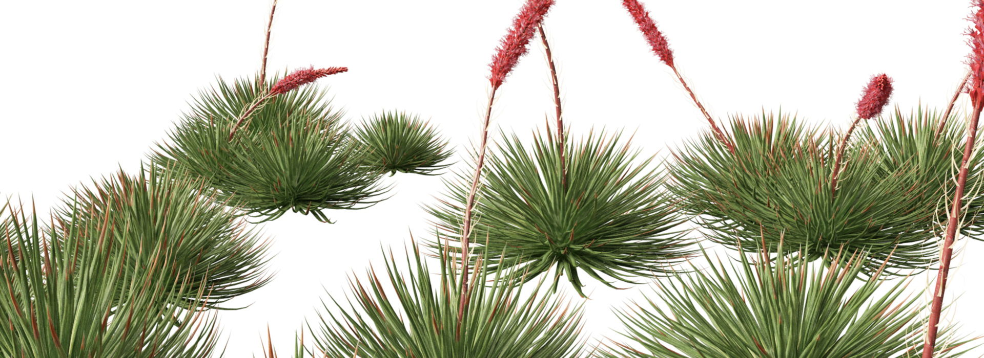 Product banner image