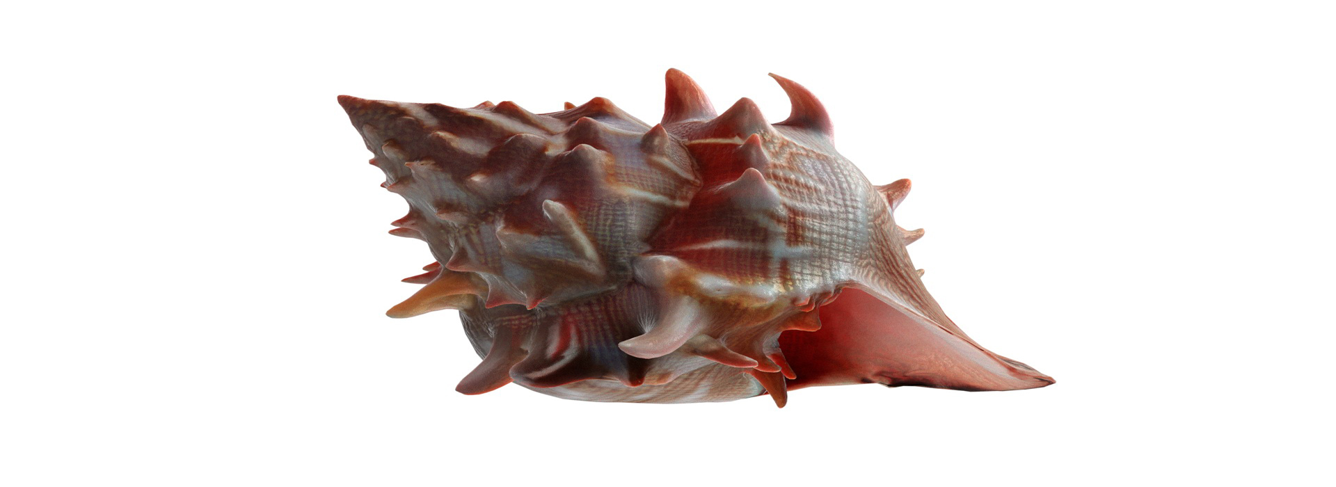 Product banner image