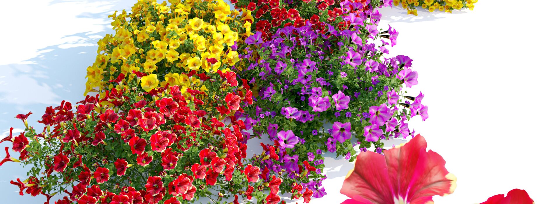 Product banner image