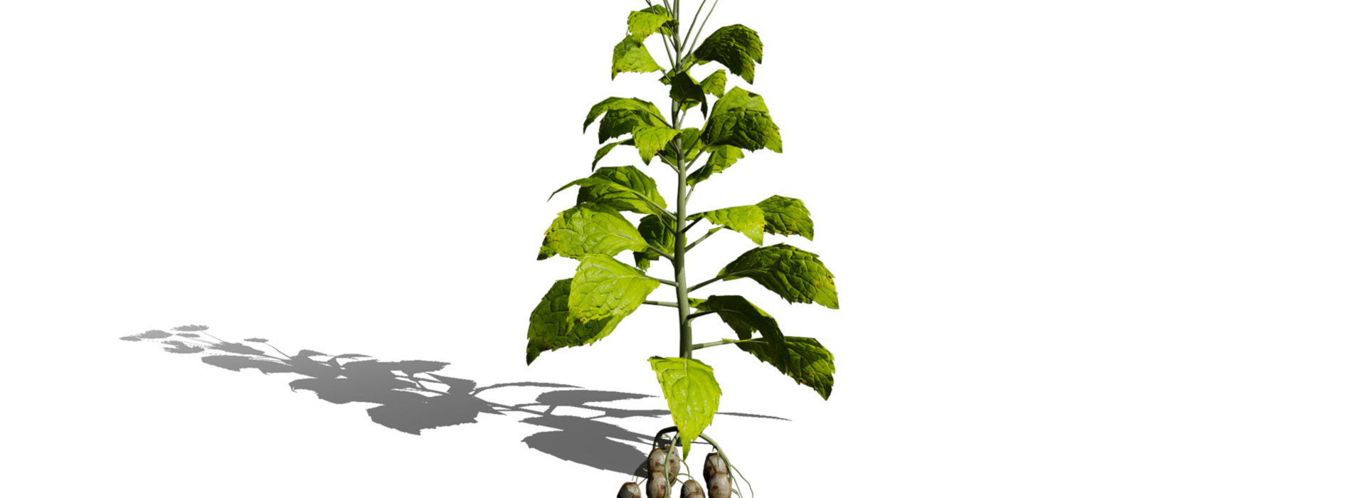 Product banner image