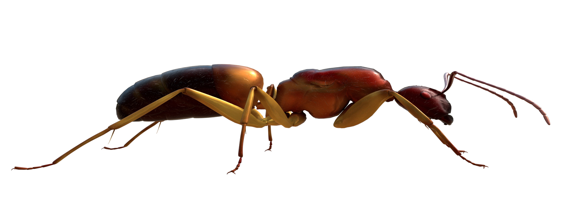 Product banner image