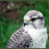 LittleBirdy