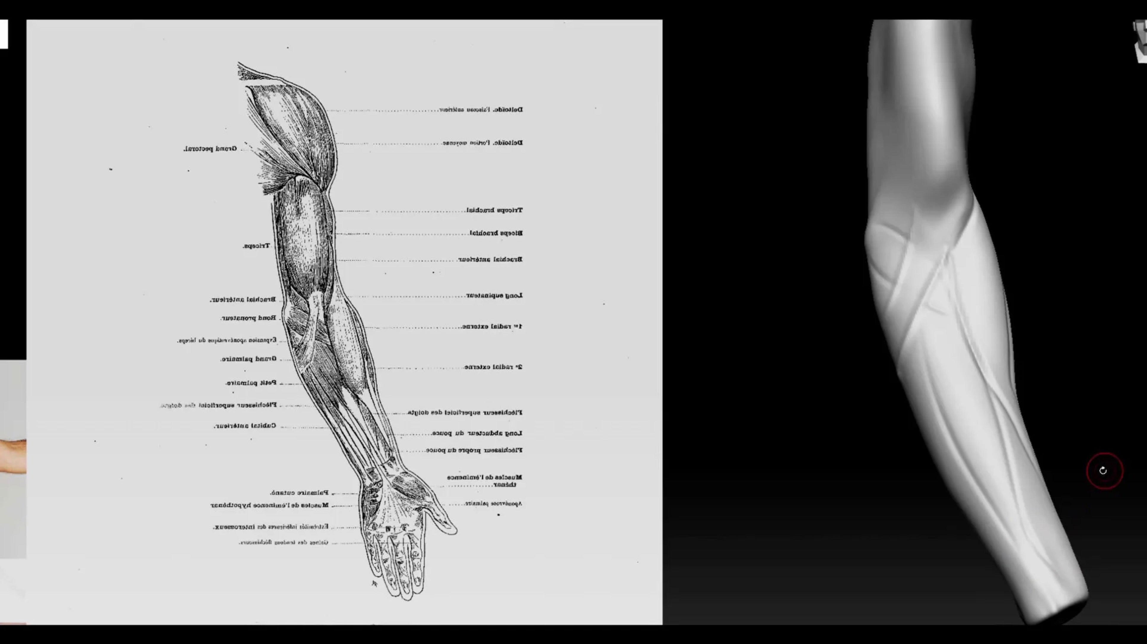 Fundamental Anatomy for Sculptors