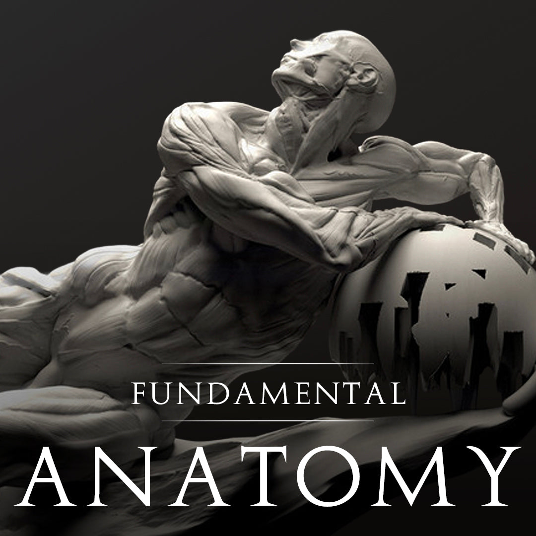 Fundamental Anatomy for Sculptors